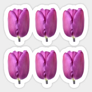 Tulipa  'Purple Flag'    Triumph Tulip Sticker